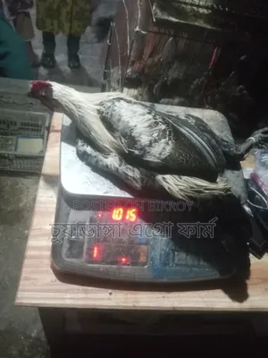 Large Fayoumi Rooster for Sale