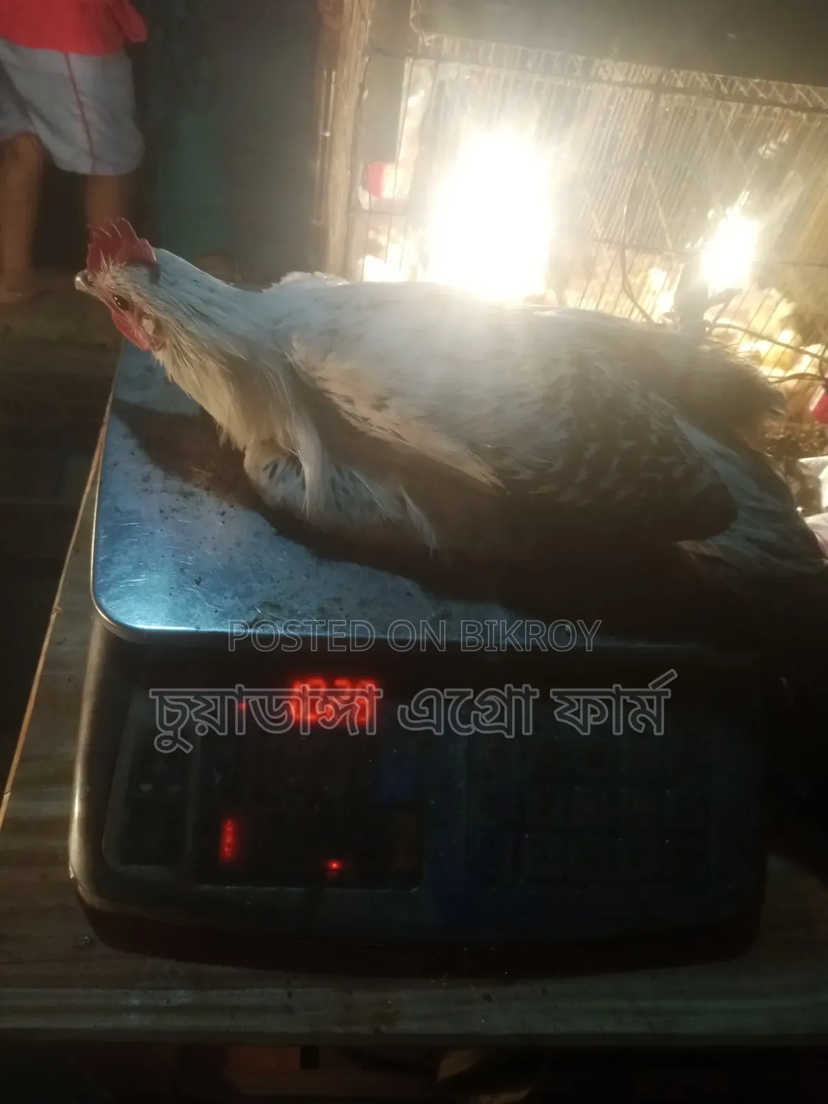 Large Fayoumi Rooster for Sale