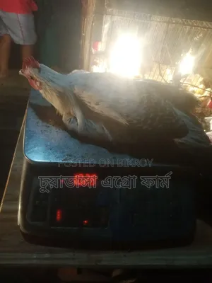 Large Fayoumi Rooster for Sale