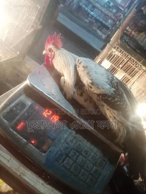 Large Fayoumi Rooster for Sale
