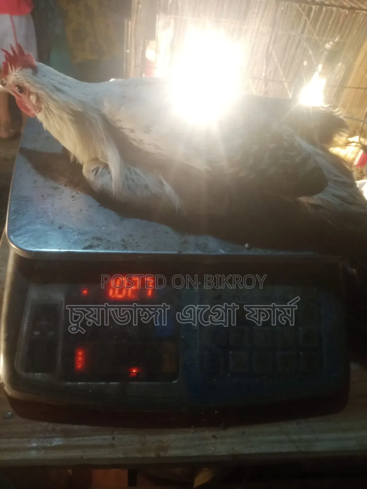 Large Fayoumi Rooster for Sale