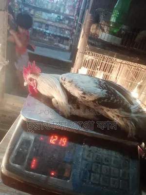 Large Fayoumi Rooster for Sale