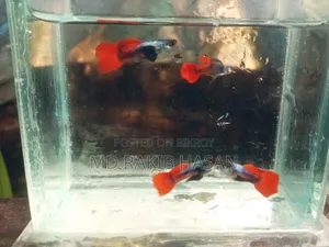 আরটিপি গাপ্পি ফিশ