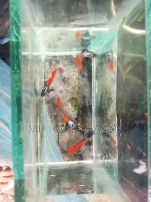 আরটিপি গাপ্পি ফিশ