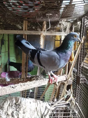 Racer Pigeon