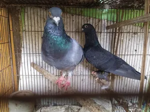 Racer Pigeon