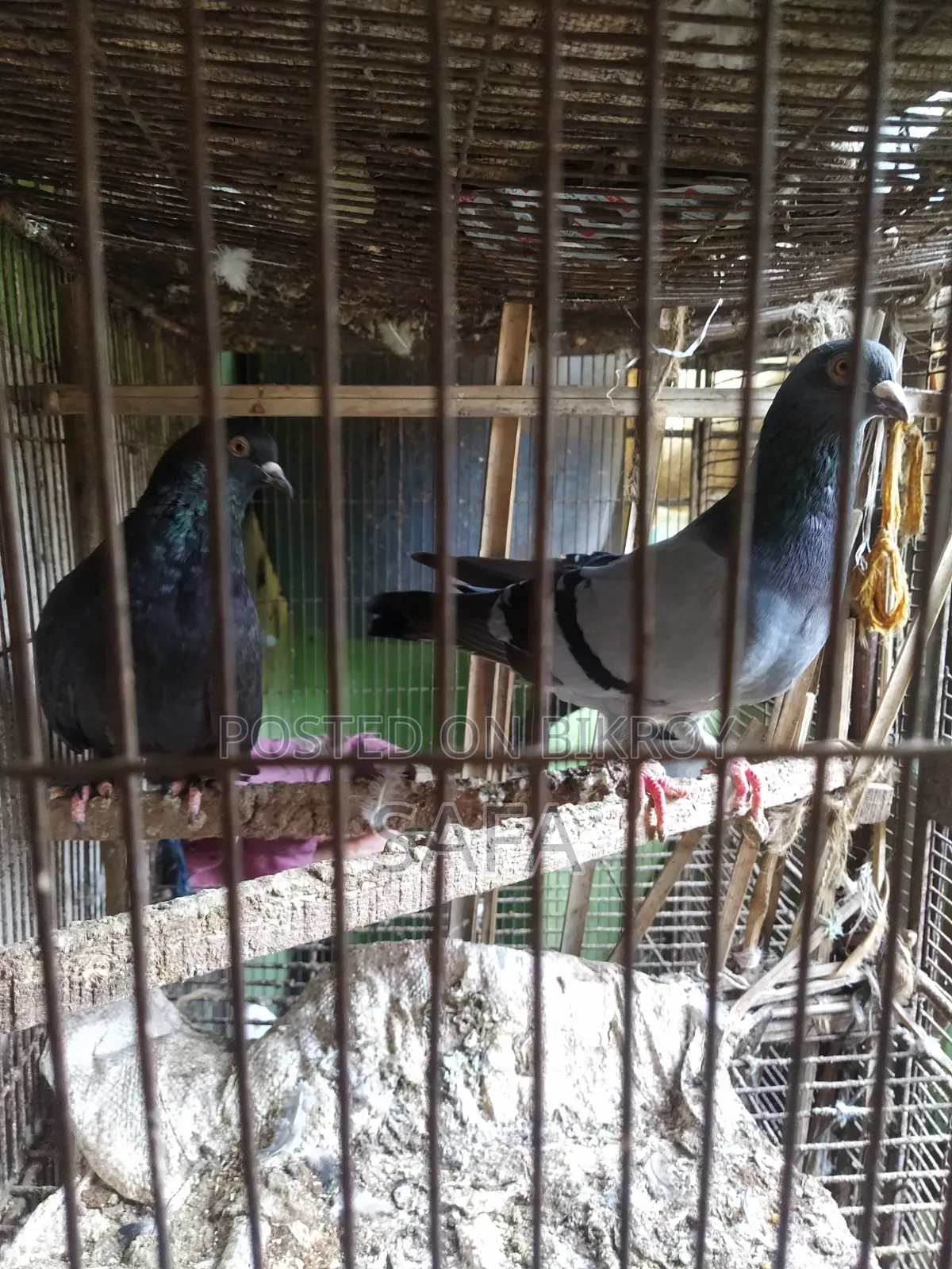 Racer Pigeon