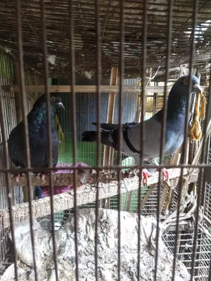 Racer Pigeon