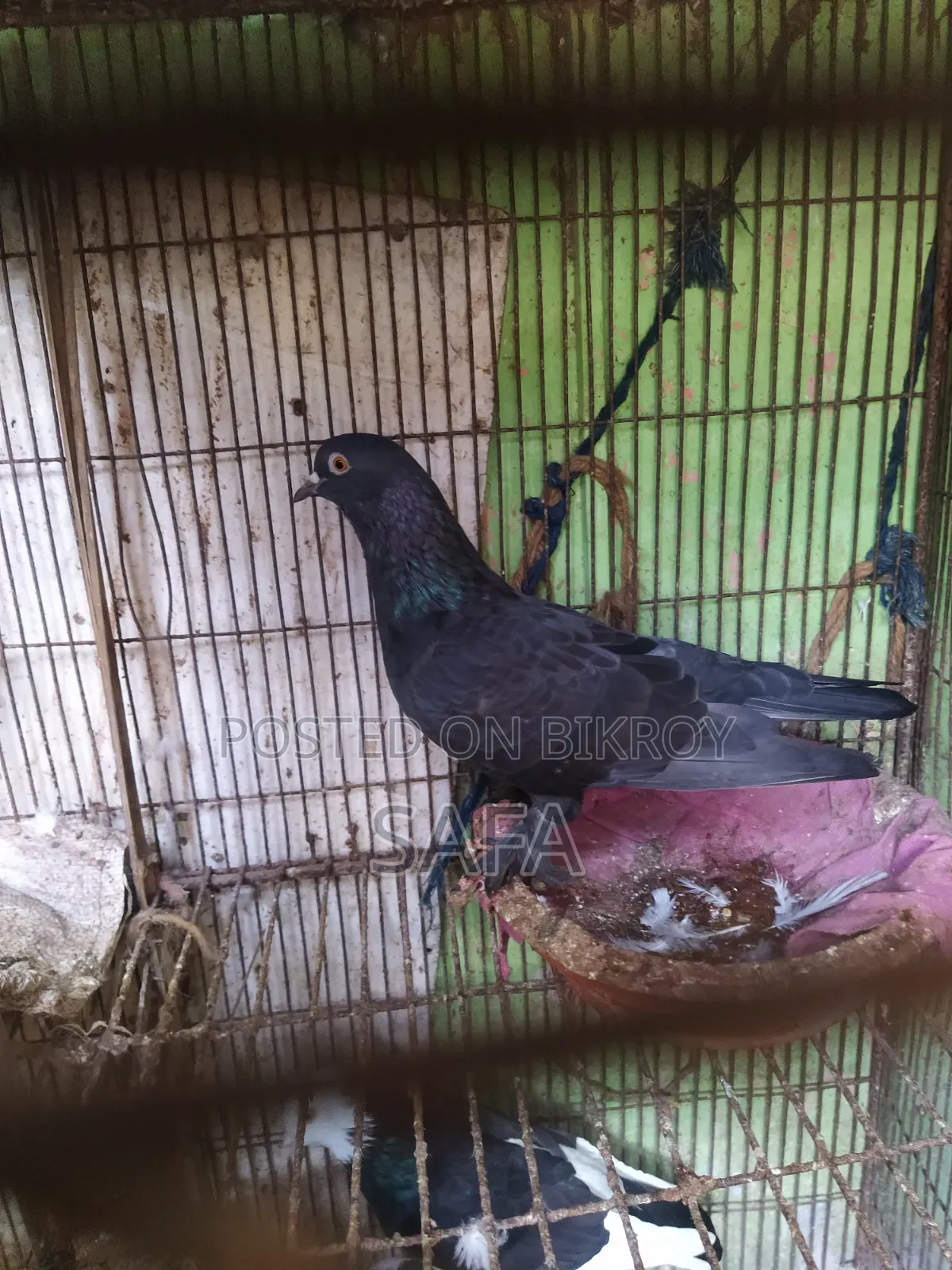 Racer Pigeon