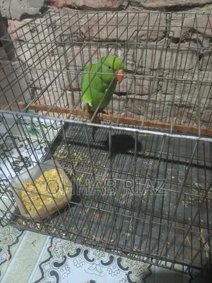 টিয়া পাখিটা বিক্রি করা হবে