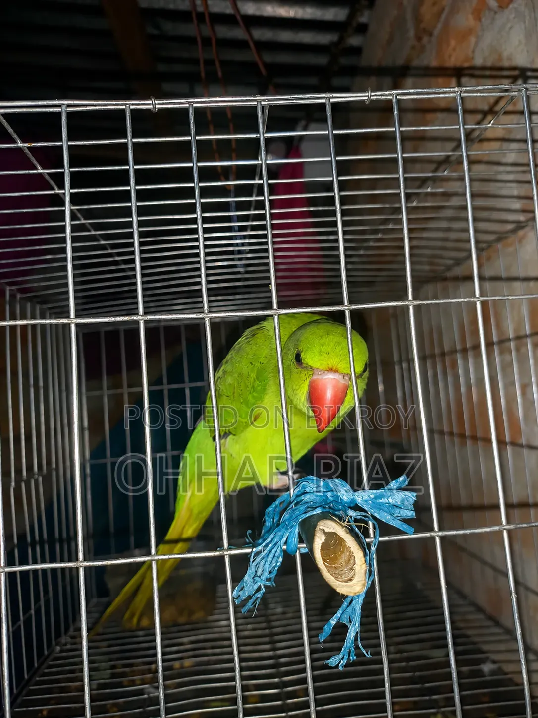 টিয়া পাখিটা বিক্রি করা হবে