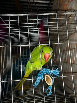 টিয়া পাখিটা বিক্রি করা হবে