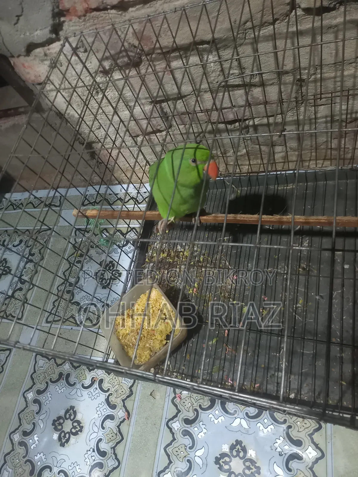 টিয়া পাখিটা বিক্রি করা হবে