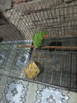 টিয়া পাখিটা বিক্রি করা হবে