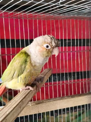 কনিয়র পাখি ফিমেল