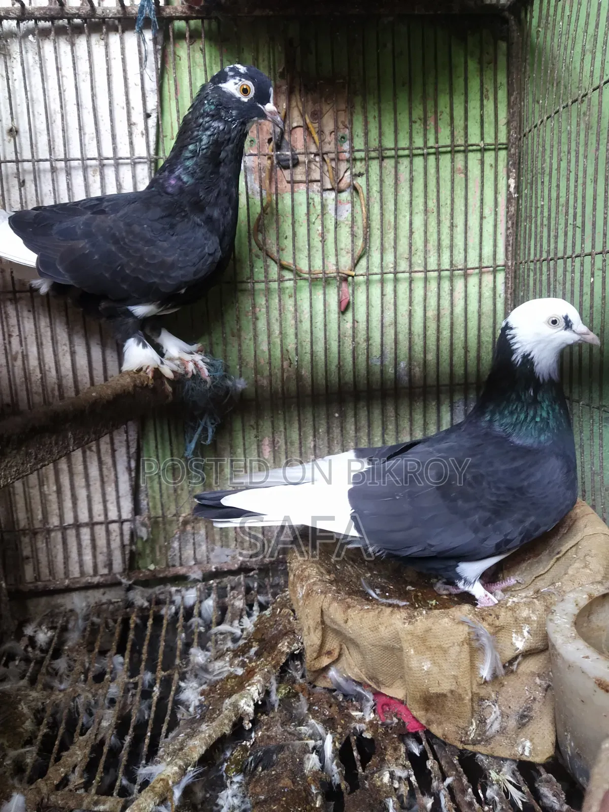 Siraji Pigeon