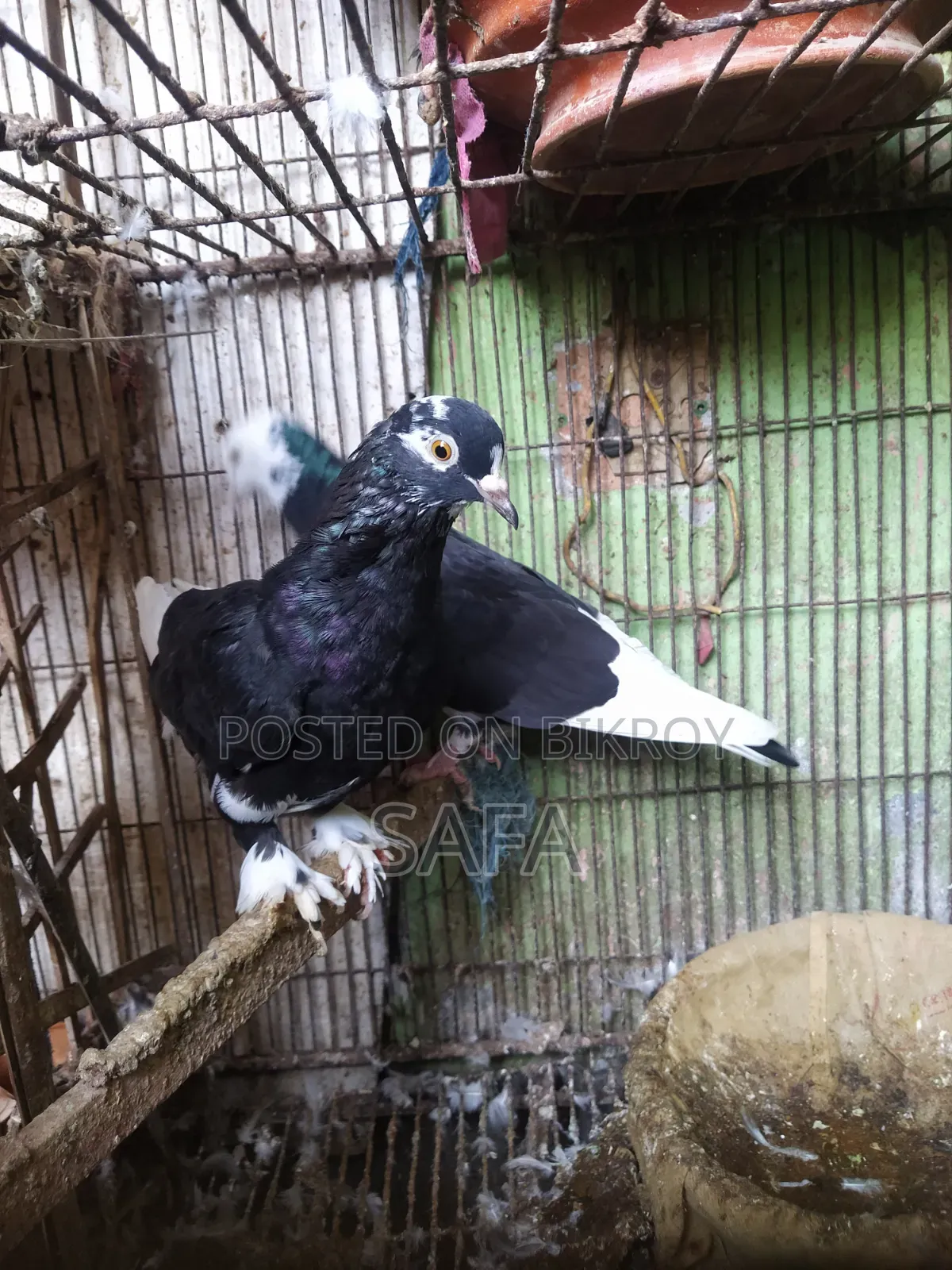 Siraji Pigeon