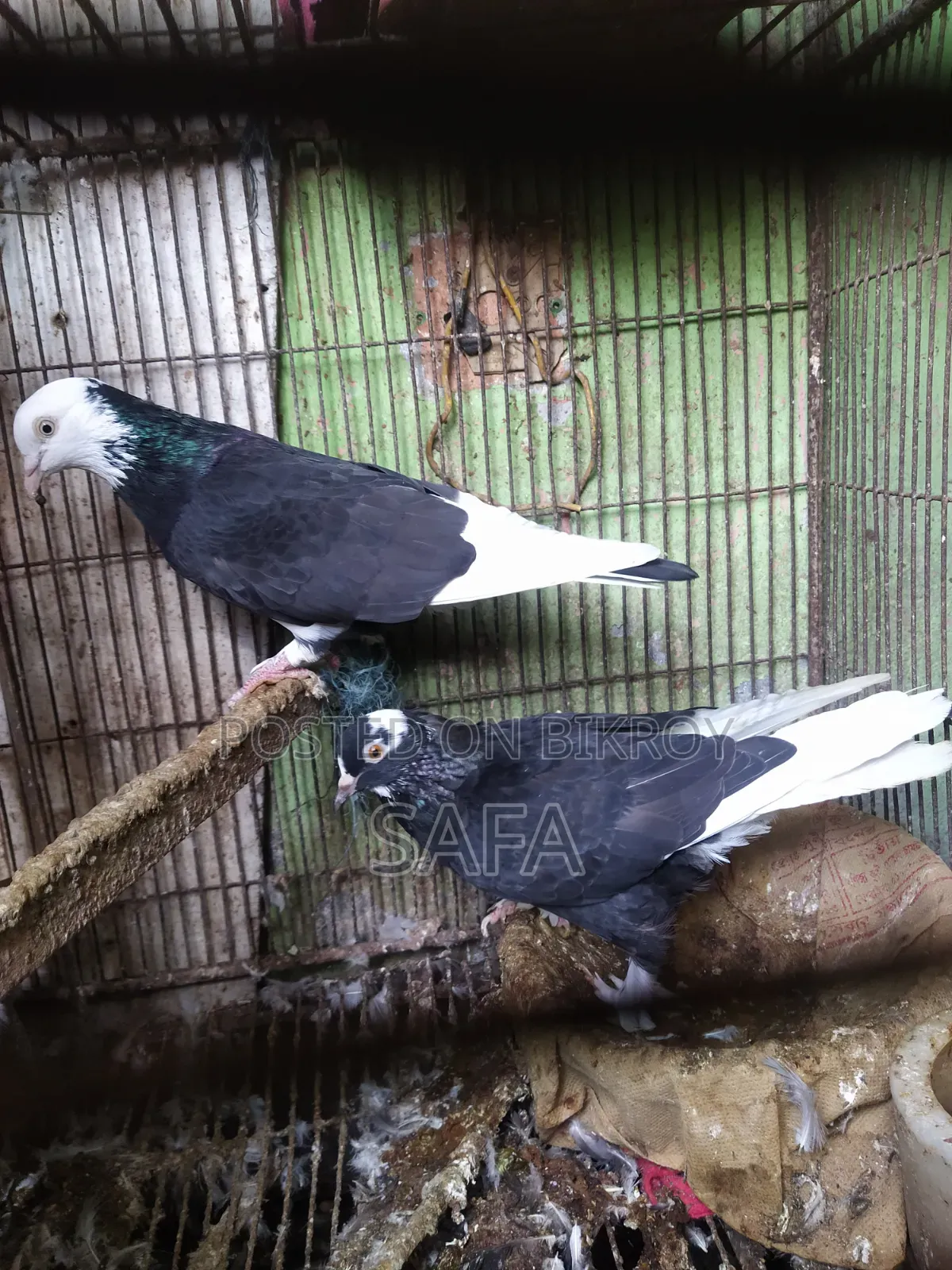 Siraji Pigeon