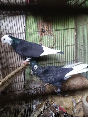 Siraji Pigeon