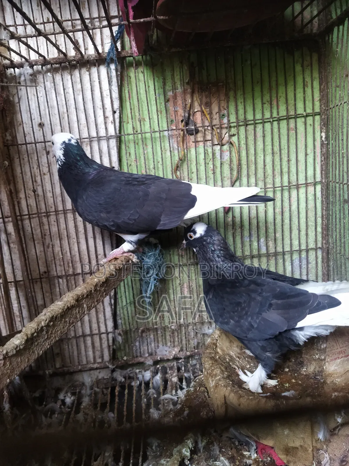 Siraji Pigeon