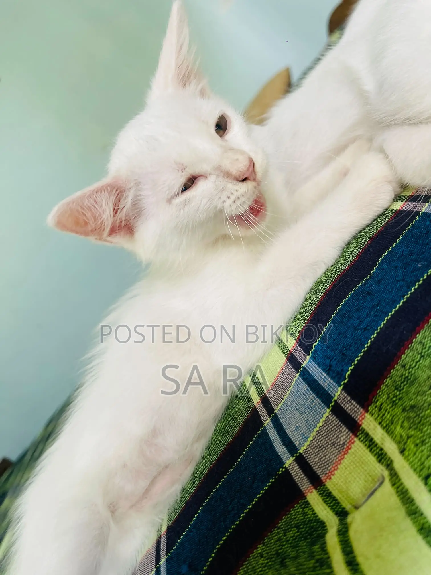 ১-৩ মাসের মেল মিক্সড ব্রিড পার্সিয়ান