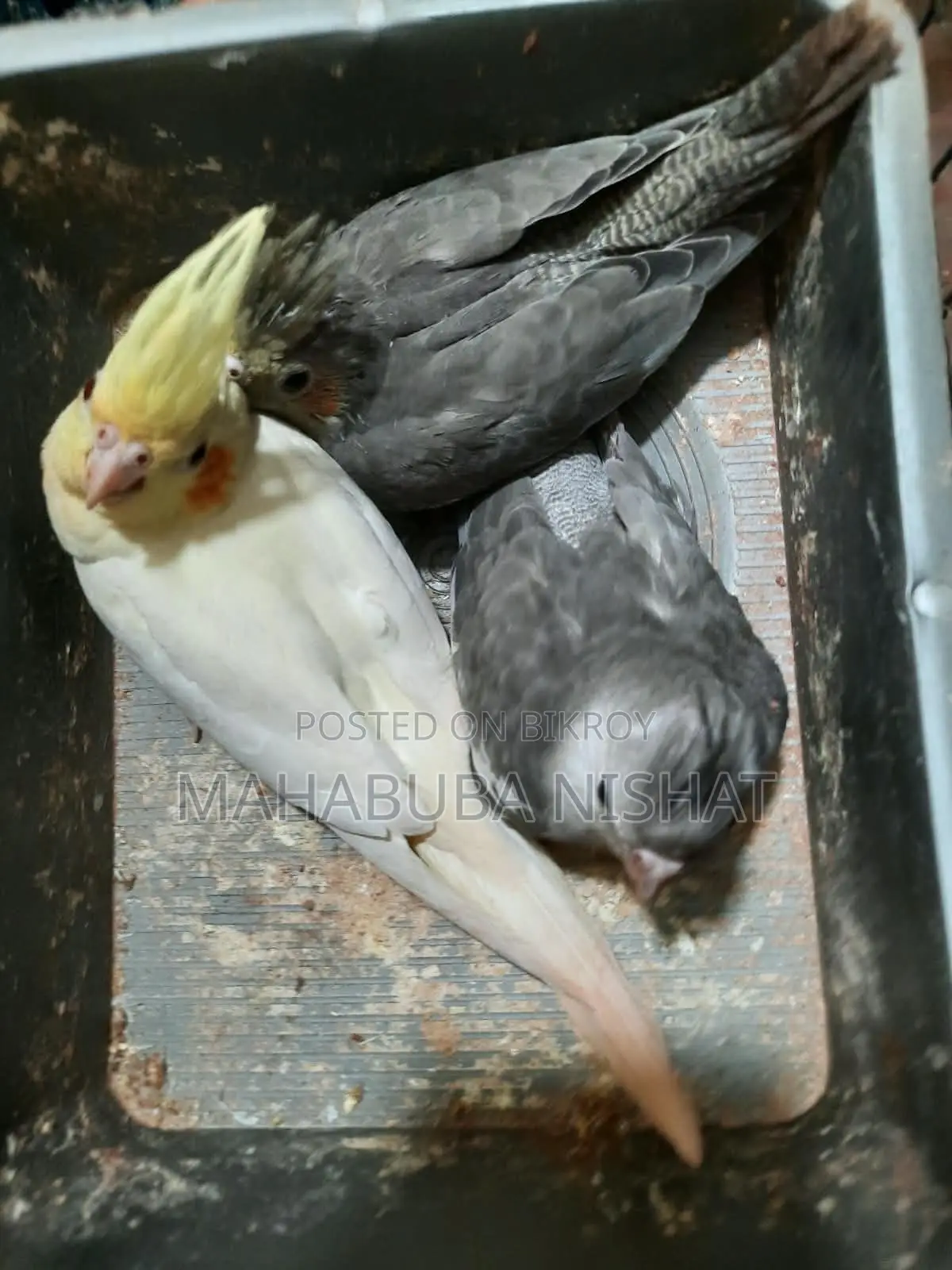 ককাটেল বেবি। ৩পিস লুটিনো ২পিস গ্রে