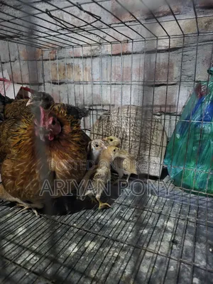 Local Hen with Chicks