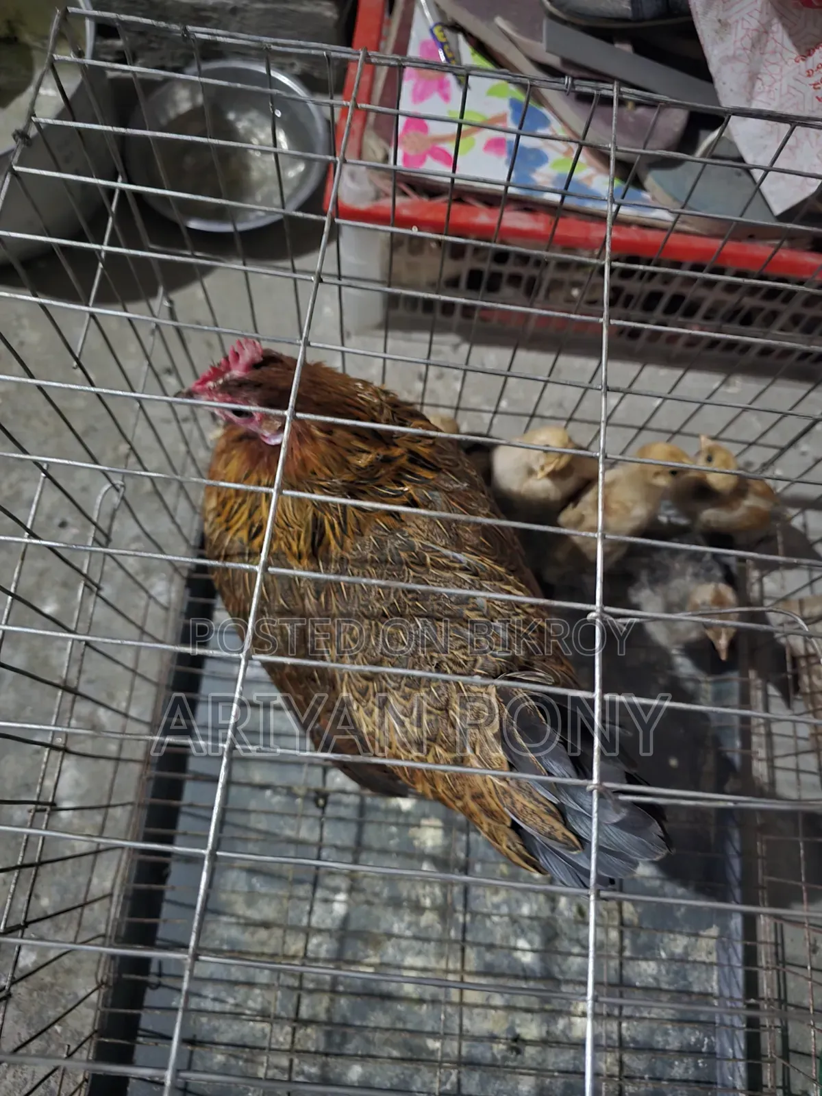 Local Hen with Chicks