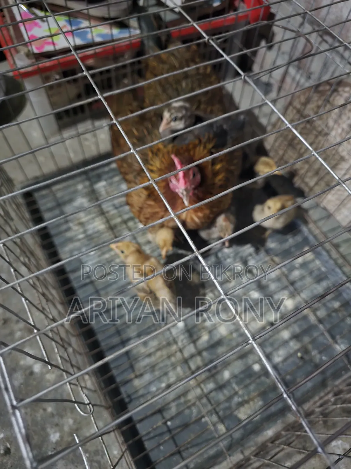 Local Hen with Chicks