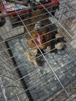 Local Hen with Chicks