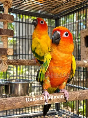 সান কুনুর ব্রিডিং পেয়ার