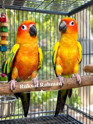 সান কুনুর ব্রিডিং পেয়ার