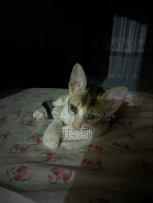 ০-১ মাস বয়সী পুরুষ খাঁটি জাতের বেঙ্গল