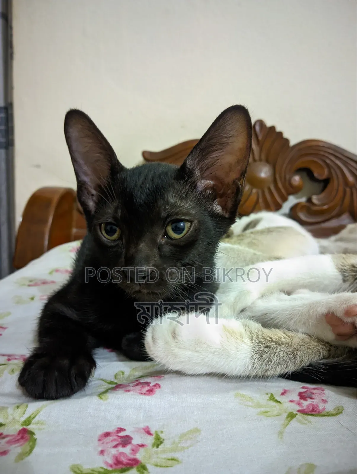 0-1 month Male Purebred Bengal