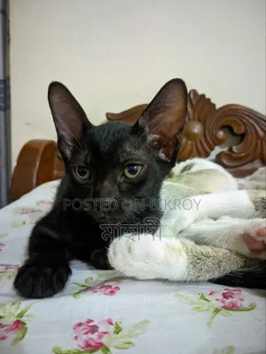 0-1 month Male Purebred Bengal