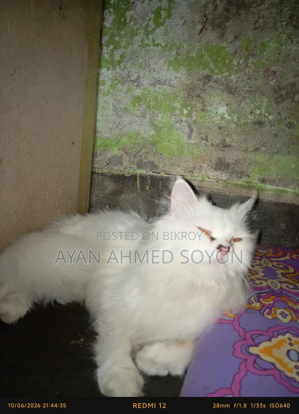১+ বছরের মাদি পিওর ব্রিড পার্সিয়ান