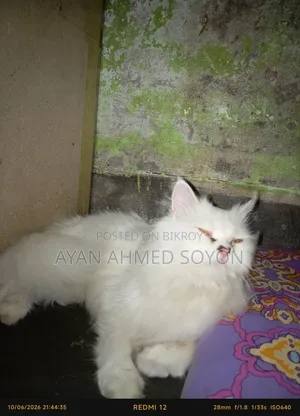 ১+ বছরের মাদি পিওর ব্রিড পার্সিয়ান