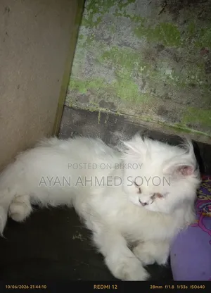 ১+ বছরের মাদি পিওর ব্রিড পার্সিয়ান