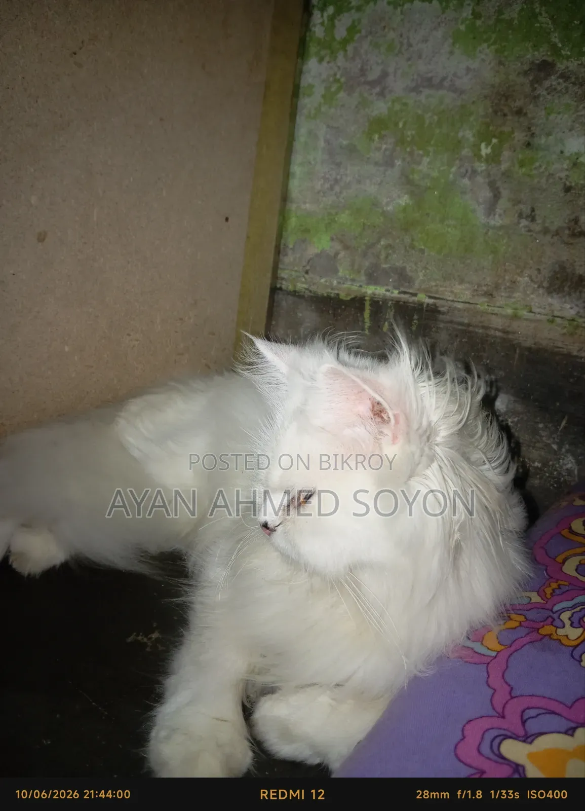১+ বছরের মাদি পিওর ব্রিড পার্সিয়ান