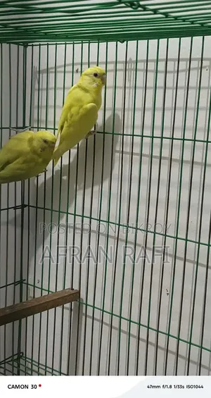 বাজিগর পাখি