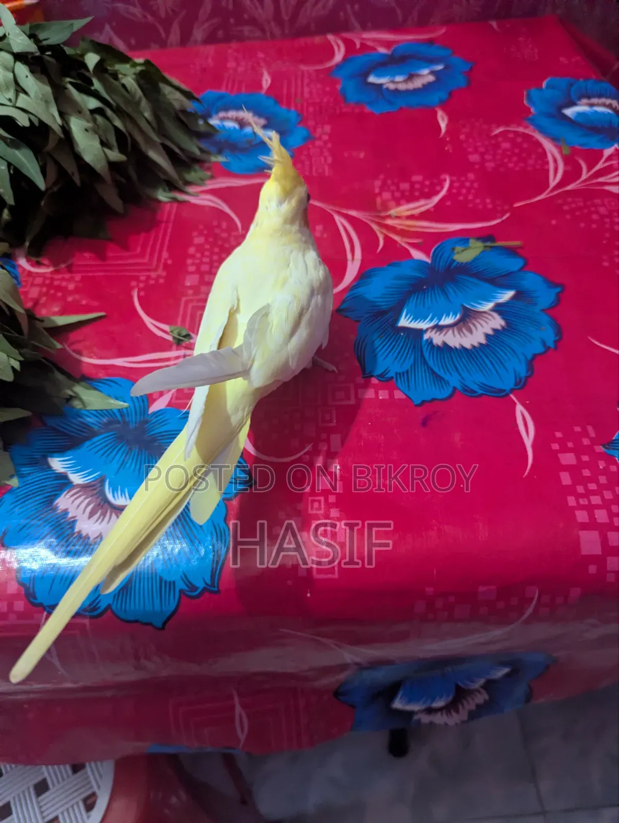 সুপার টেম লুটিনো হেভি পাল রানিং ফিমেল