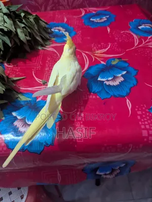 সুপার টেম লুটিনো হেভি পাল রানিং ফিমেল