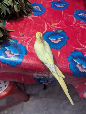 সুপার টেম লুটিনো হেভি পাল রানিং ফিমেল