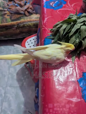 সুপার টেম লুটিনো হেভি পাল রানিং ফিমেল