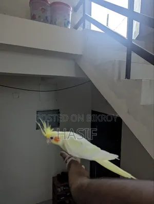সুপার টেম লুটিনো হেভি পাল রানিং ফিমেল