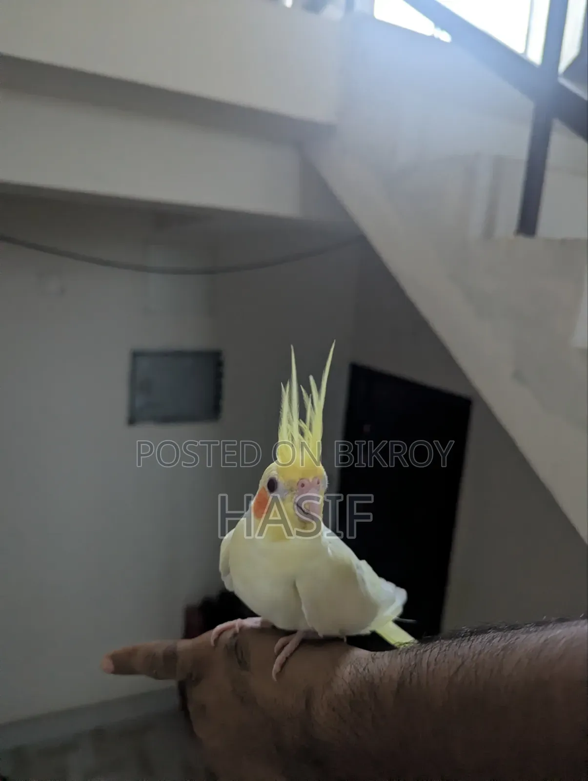 সুপার টেম লুটিনো হেভি পাল রানিং ফিমেল