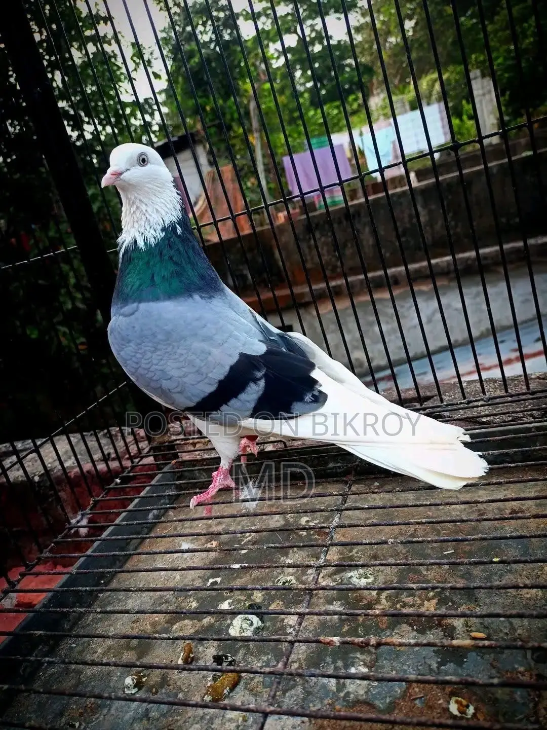 Green Gorra Male Pigeon