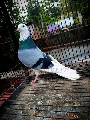 Green Gorra Male Pigeon