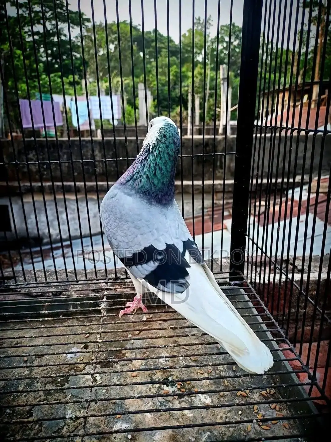 Green Gorra Male Pigeon