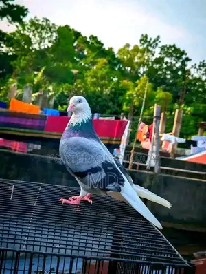 Green Gorra Male Pigeon